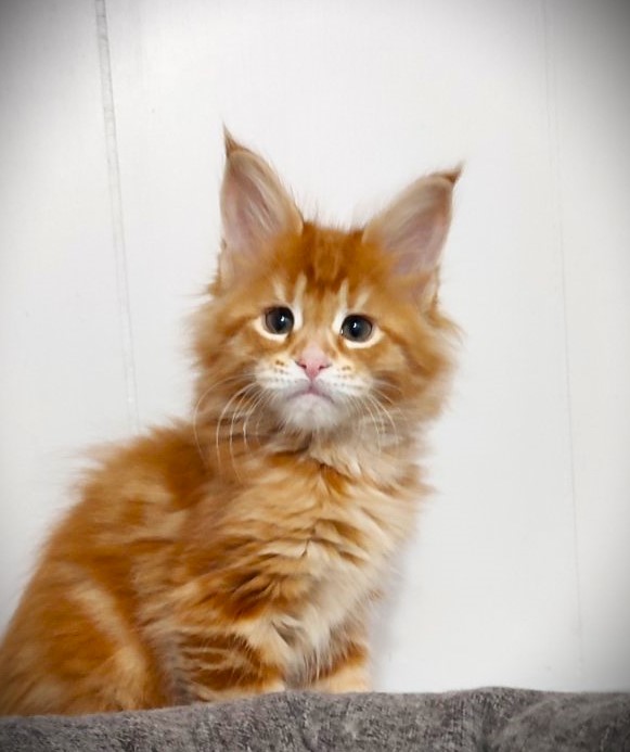 Karra mia Monterini - Kitten maine-coon 1 month 3.5 weeks