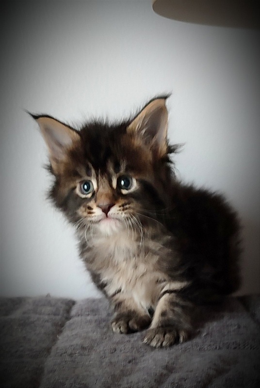 Kelim Monterini - Кошеня мейн-кун 1 місяць 0,5 тижнів