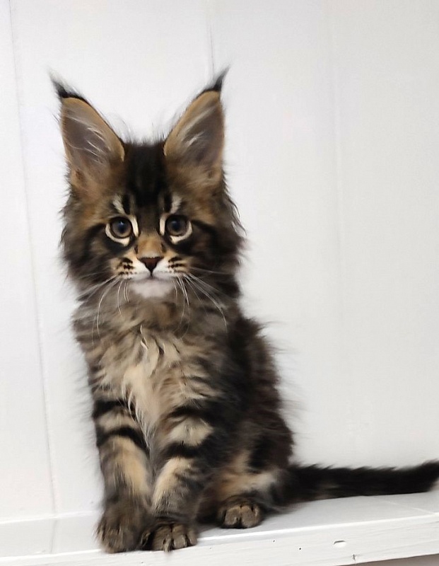 Kelim Monterini - Кошеня мейн-кун 2 місяця