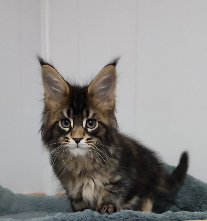 Kelim Monterini - Кошеня мейн-кун 2 місяця