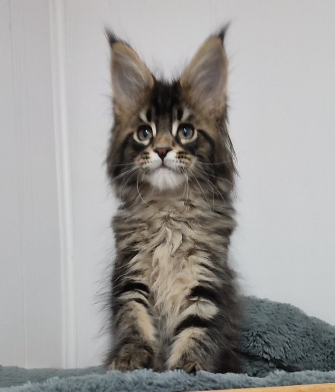 Kelim Monterini - Кошеня мейн-кун 2 місяця