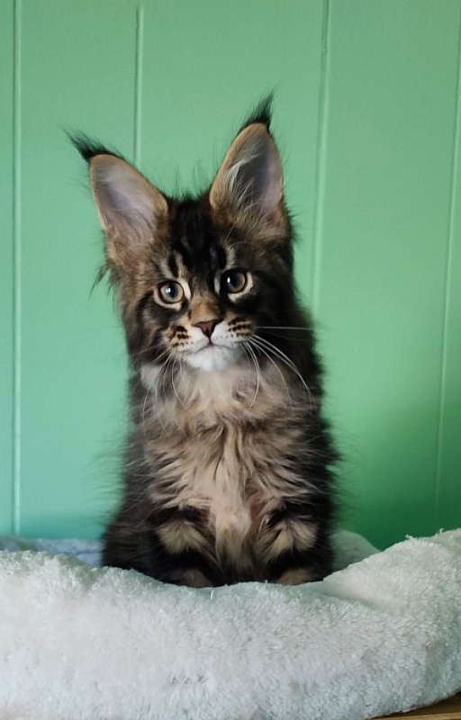 Kelim Monterini - Кошеня мейн-кун 2 місяця 1,5 тиждень