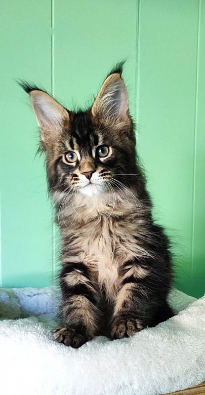 Kelim Monterini - Кошеня мейн-кун 2 місяця 1,5 тиждень