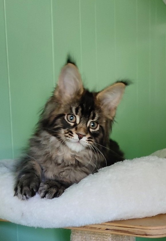 Kelim Monterini - Кошеня мейн-кун 2 місяця 1,5 тиждень