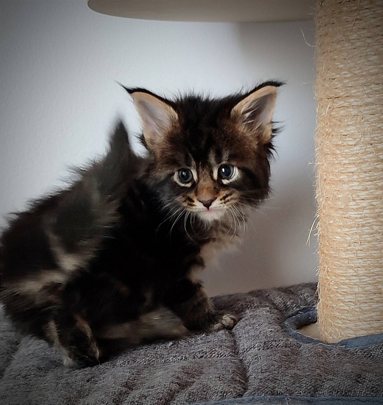 Kelim Monterini - Кошеня мейн-кун 1 місяць 0,5 тижнів