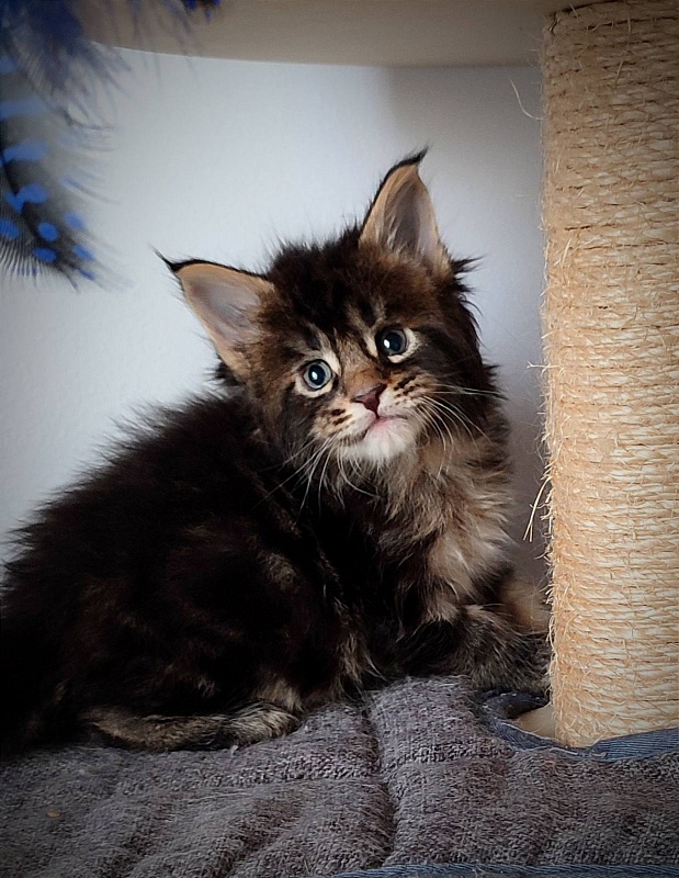 Kelim Monterini - Кошеня мейн-кун 1 місяць 0,5 тижнів