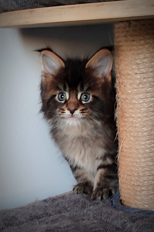 Kelim Monterini - Кошеня мейн-кун 1 місяць 1 тиждень