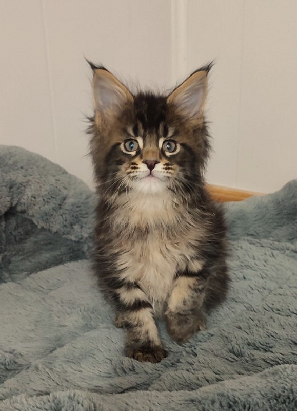 Kelim Monterini - Кошеня мейн-кун 1 місяць 2,5 тижні