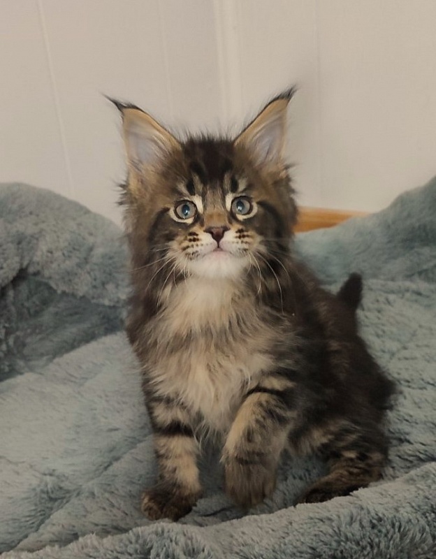 Kelim Monterini - Кошеня мейн-кун 1 місяць 2,5 тижні