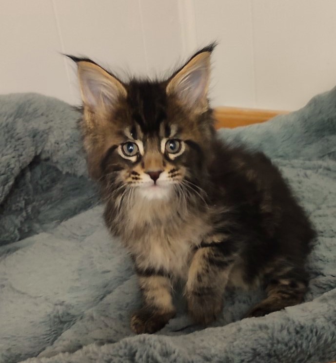 Kelim Monterini - Кошеня мейн-кун 1 місяць 2,5 тижні