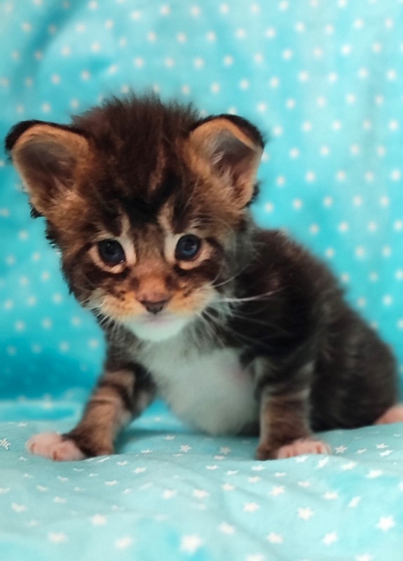 Keep me softy Monterini - Кошеня мейн-кун 3 тижні