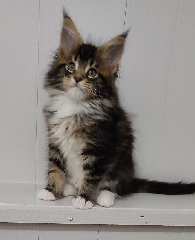 Keep me softy Monterini - Кошеня мейн-кун 2 місяця