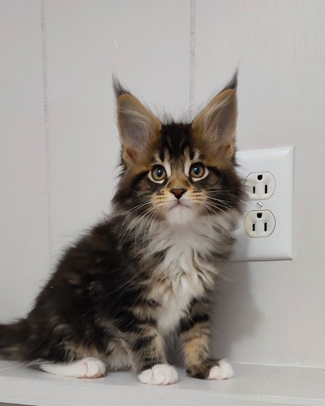 Keep me softy Monterini - Кошеня мейн-кун 2 місяця