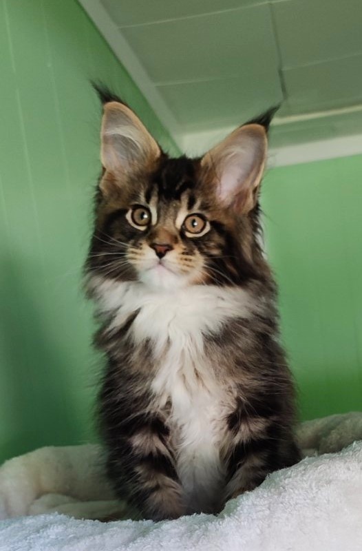 Keep me softy Monterini - Кошеня мейн-кун 2 місяця 1,5 тиждень