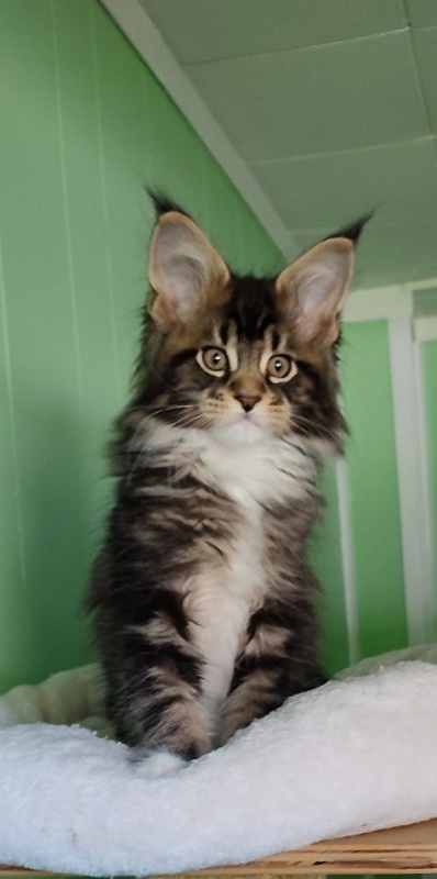 Keep me softy Monterini - Кошеня мейн-кун 2 місяця 1,5 тиждень