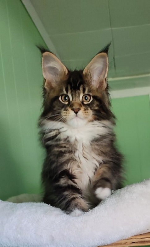 Keep me softy Monterini - Кошеня мейн-кун 2 місяця 1,5 тиждень