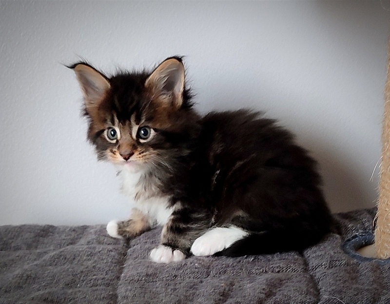 Keep me softy Monterini - Кошеня мейн-кун 1 місяць 0,5 тижнів