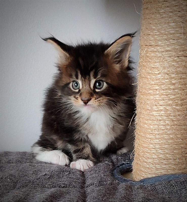 Keep me softy Monterini - Кошеня мейн-кун 1 місяць 0,5 тижнів