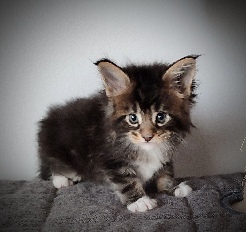 Keep me softy Monterini - Кошеня мейн-кун 1 місяць 0,5 тижнів