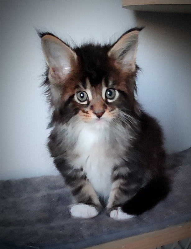 Keep me softy Monterini - Кошеня мейн-кун 1 місяць 1 тиждень