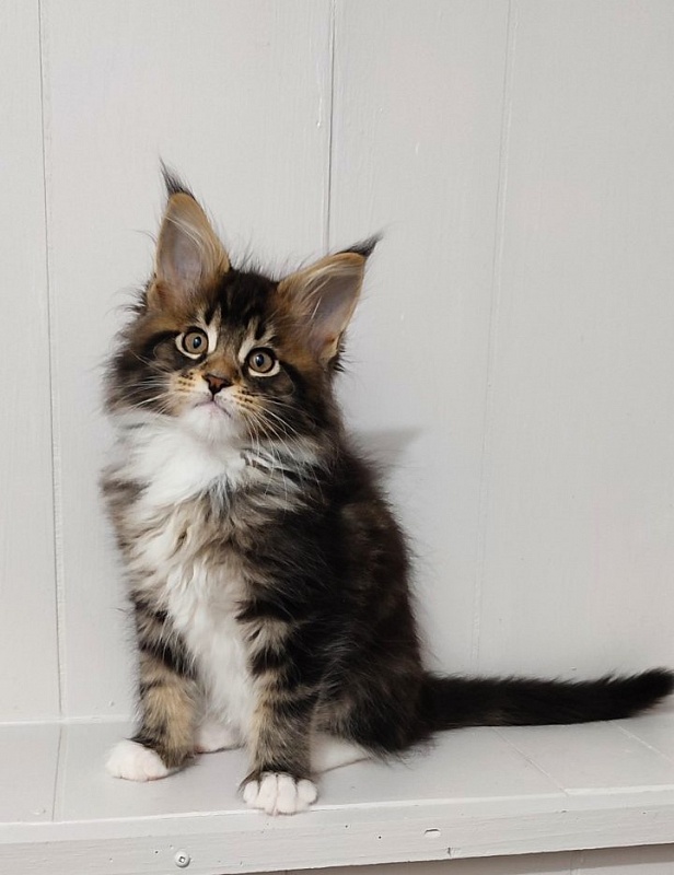 Keep me softy Monterini - Кошеня мейн-кун 2 місяця