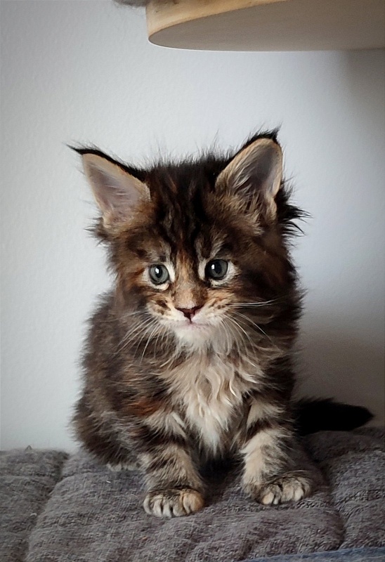 Kissme  Monterini - Kitten maine-coon 1 month 0.5 weeks