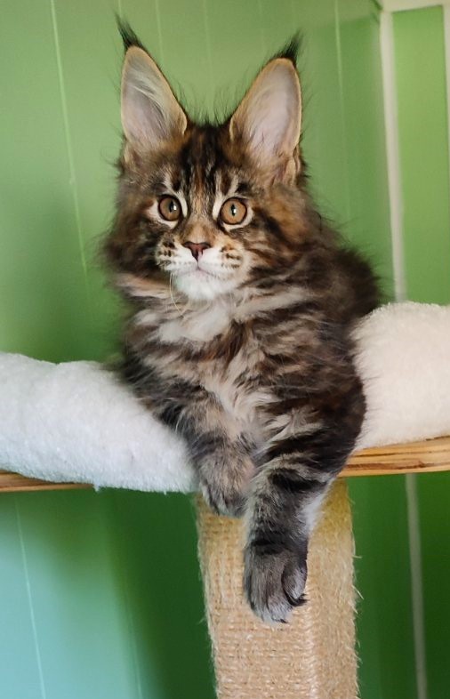 Kissme  Monterini - Kitten maine-coon 2 months 1.5 week