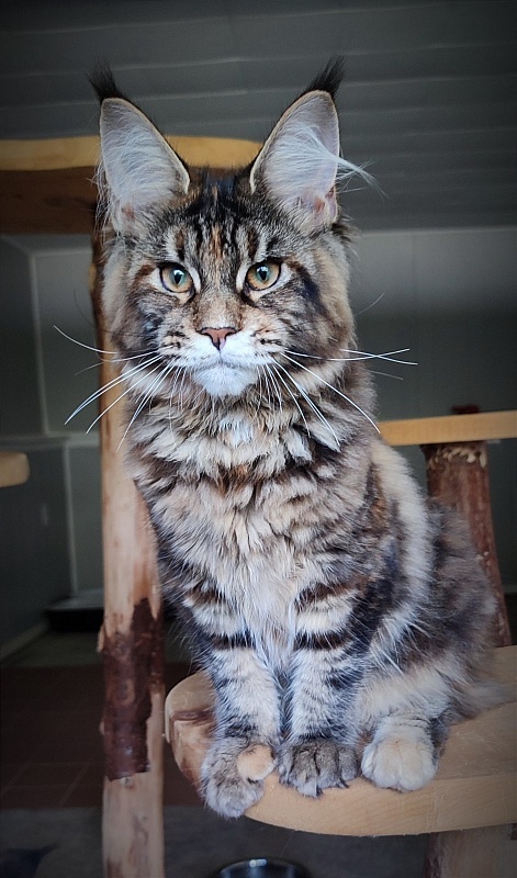 Kissme  Monterini - Kitten maine-coon 4 months 3.5 weeks