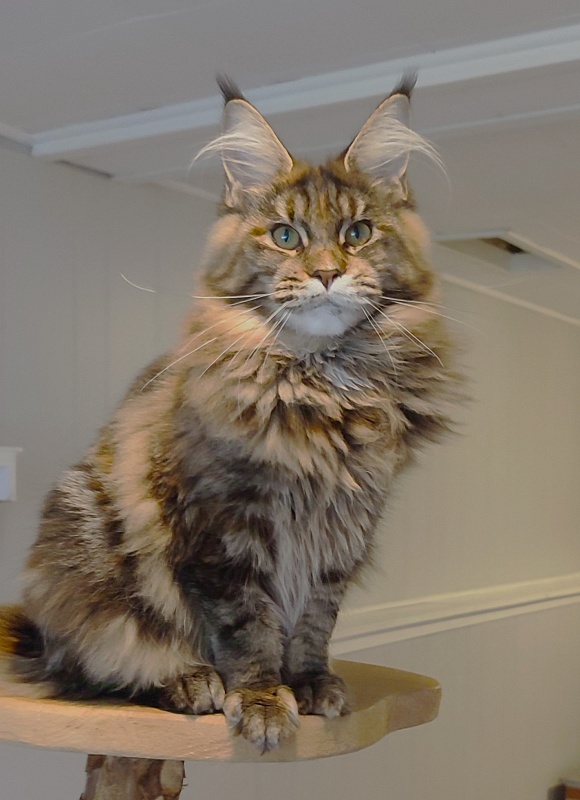 Kissme  Monterini - Junior maine-coon 7 months 0.5 weeks