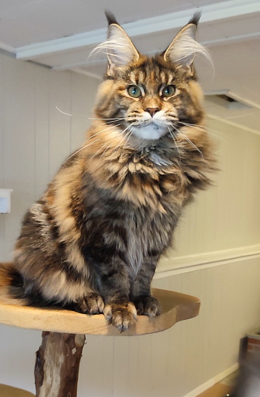 Kissme  Monterini - Junior maine-coon 7 months 0.5 weeks