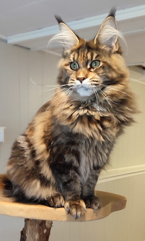 Kissme  Monterini - Junior maine-coon 7 months 0.5 weeks