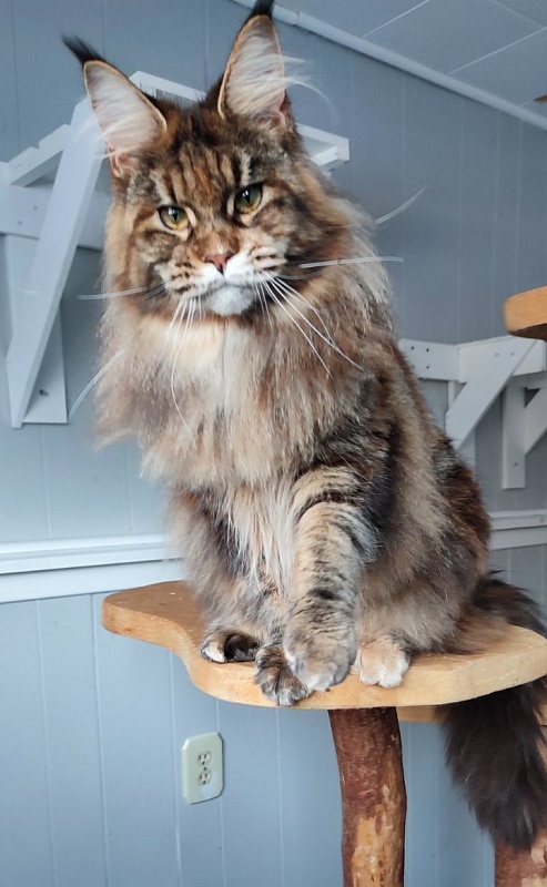 Kissme  Monterini - Adult maine-coon 10 months 2 weeks