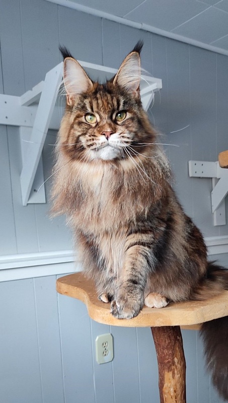 Kissme  Monterini - Adult maine-coon 10 months 2 weeks
