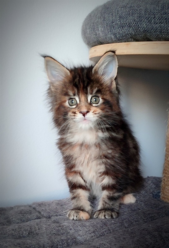 Kissme  Monterini - Kitten maine-coon 1 month 1 week