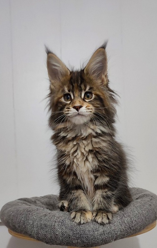 Kissme  Monterini - Kitten maine-coon 2 months