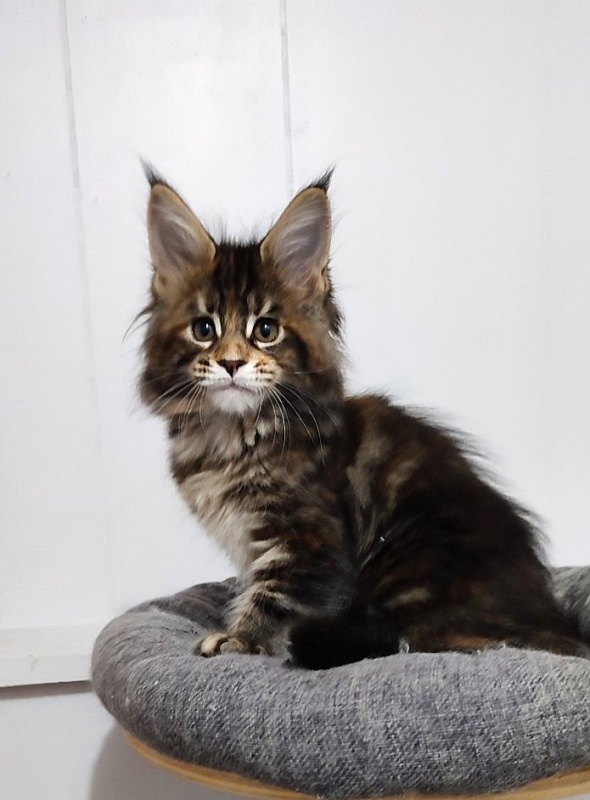 Kissme  Monterini - Kitten maine-coon 2 months