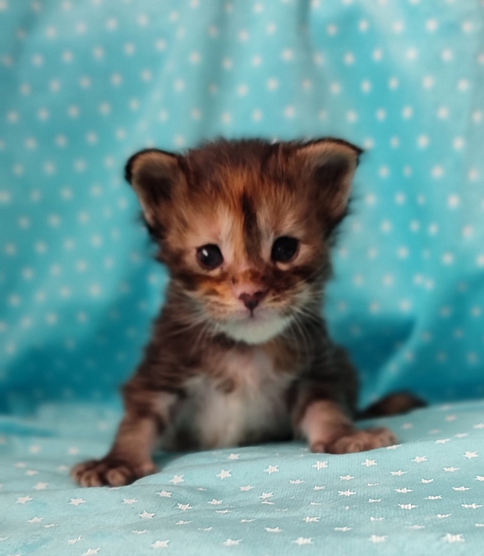 Kioko Monterini - Кошеня мейн-кун 3 тижні