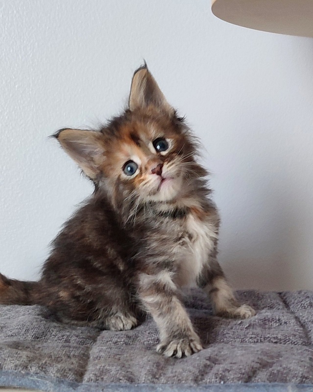 Kioko Monterini - Кошеня мейн-кун 1 місяць 0,5 тижнів