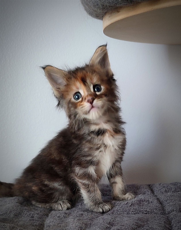 Kioko Monterini - Кошеня мейн-кун 1 місяць 0,5 тижнів