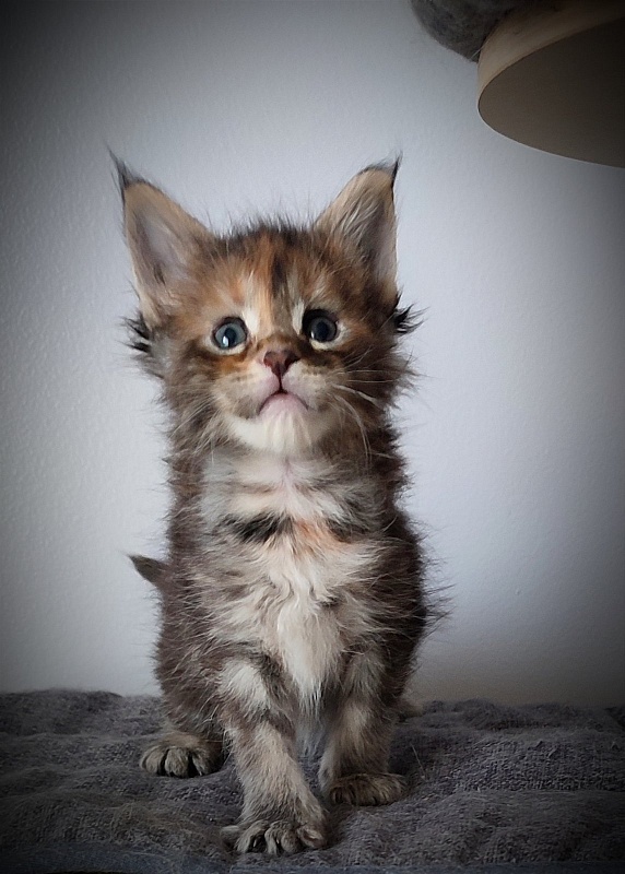 Kioko Monterini - Кошеня мейн-кун 1 місяць 0,5 тижнів