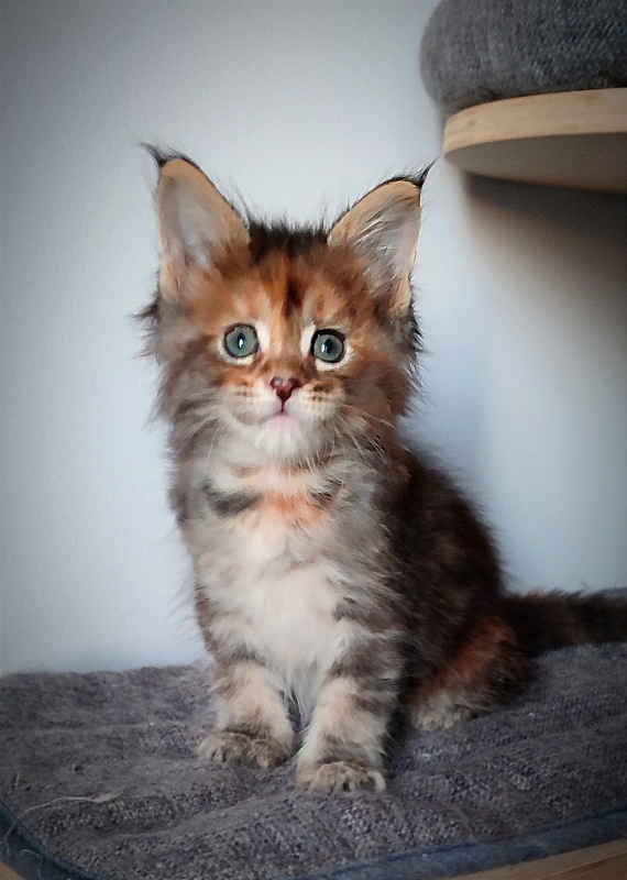 Kioko Monterini - Кошеня мейн-кун 1 місяць 1 тиждень