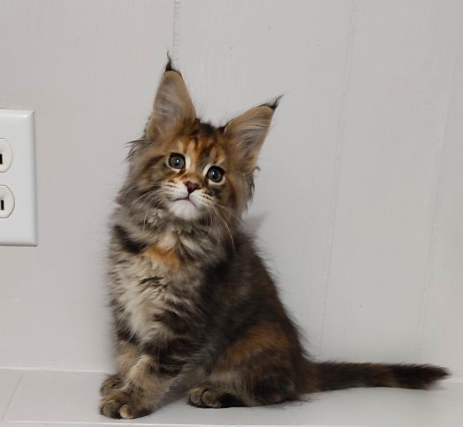 Kioko Monterini - Кошеня мейн-кун 2 місяця