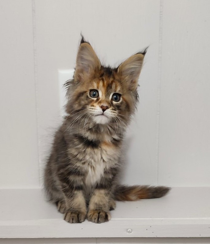 Kioko Monterini - Кошеня мейн-кун 2 місяця