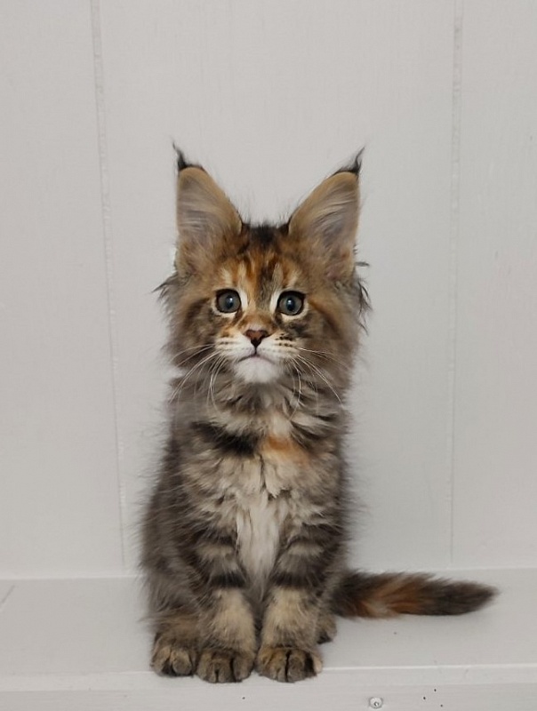 Kioko Monterini - Кошеня мейн-кун 2 місяця