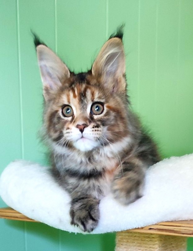 Kioko Monterini - Кошеня мейн-кун 2 місяця 1,5 тиждень