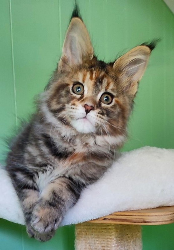 Kioko Monterini - Кошеня мейн-кун 2 місяця 1,5 тиждень