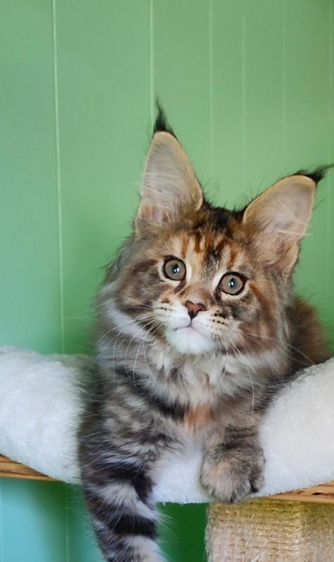 Kioko Monterini - Кошеня мейн-кун 2 місяця 1,5 тиждень