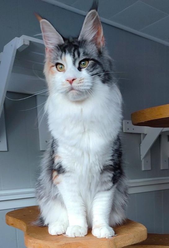 Lady Liberty Monterini - Adult maine-coon 10 months
