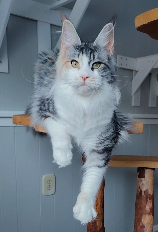 Lady Liberty Monterini - Adult maine-coon 10 months