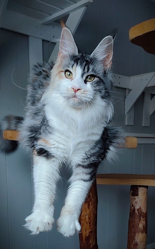 Lady Liberty Monterini - Adult maine-coon 10 months